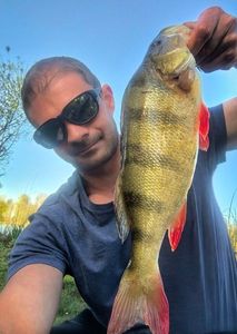 European Perch