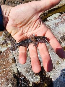 Giant Goby