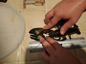 Red Swamp Crayfish