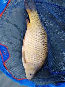 Common Carp