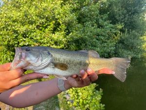 Smallmouth Bass