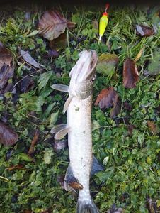 Northern Pike