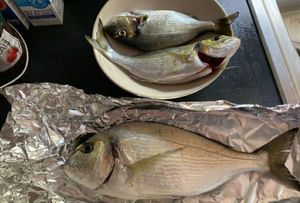Gilthead Seabream