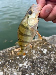 European Perch