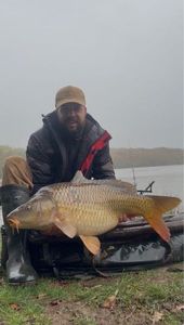Common Carp