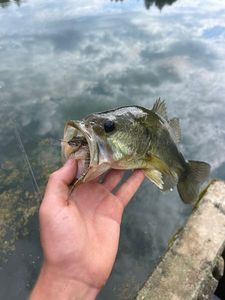 Largemouth Bass