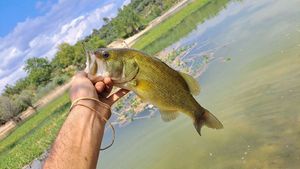 Largemouth Bass