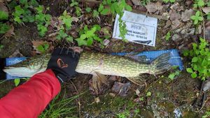 Northern Pike