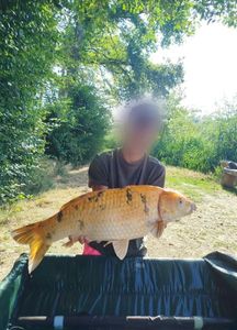 Koï Fish