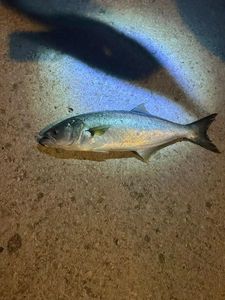 Bluefish