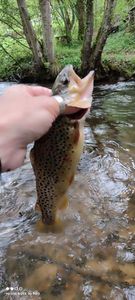 Brown Trout