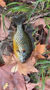 Green Sunfish