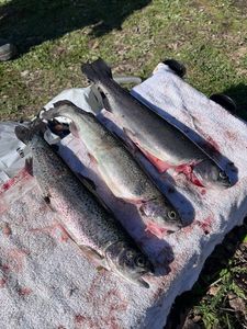 Rainbow Trout