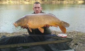 Common Carp