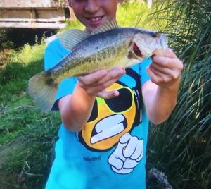 Largemouth Bass