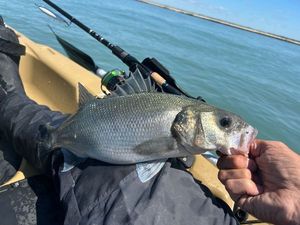 European Bass (Seabass)