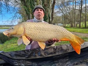 Common Carp