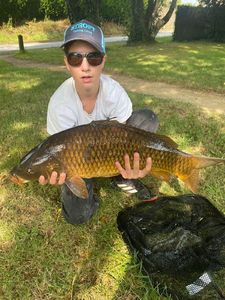 Common Carp