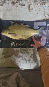 Common Bream
