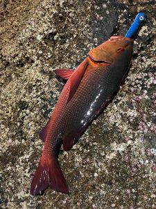 Two-spot Red Snapper