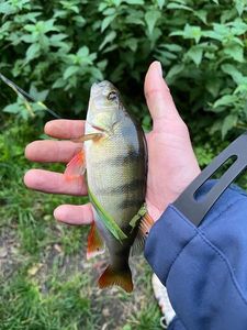 European Perch