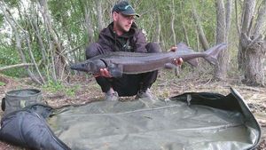 Sturgeon