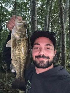 Largemouth Bass