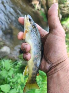 Brown Trout