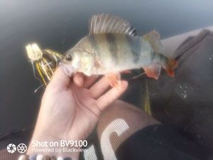 European Perch
