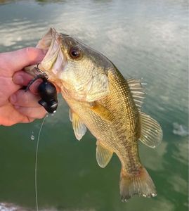 Largemouth Bass