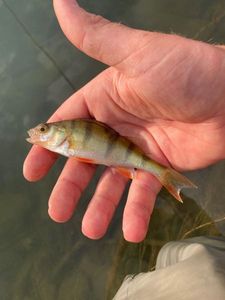 European Perch