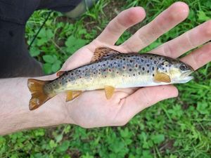 Brown Trout