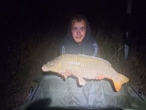 Common Carp