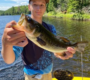 Largemouth Bass