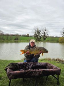 Common Carp