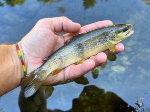 Brown Trout