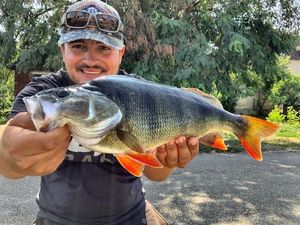 European Perch