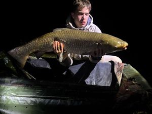 Grass Carp