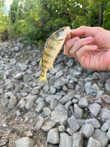 Yellow Perch