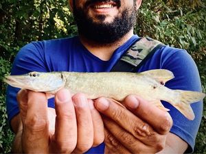 Northern Pike
