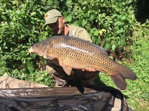 Common Carp