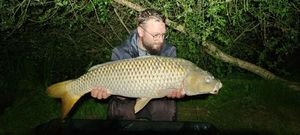 Common Carp