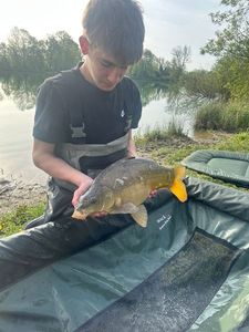 Mirror Carp