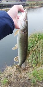 Northern Pike