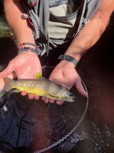 Brown Trout