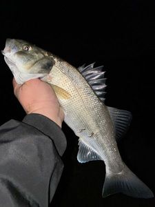 European Bass (Seabass)