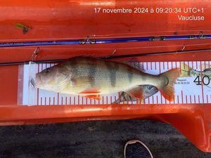 European Perch