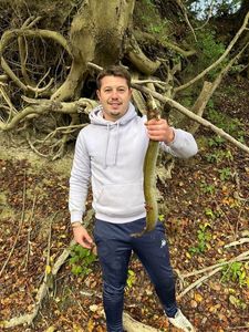 European Eel (Common Eel)