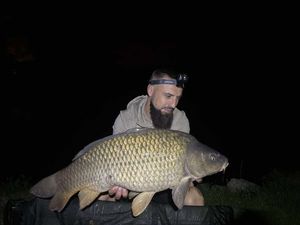 Common Carp