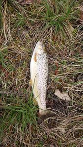 Brown Trout